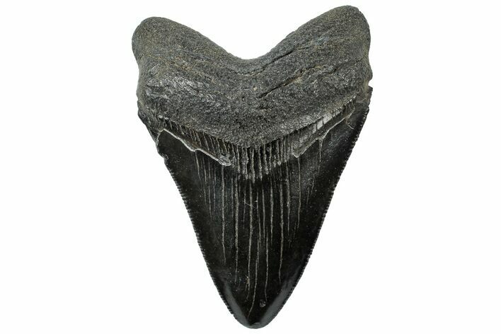 Serrated, Fossil Megalodon Tooth - South Carolina #312087